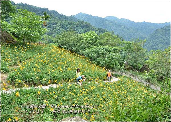 金針花25.jpg 金針花25.jpg