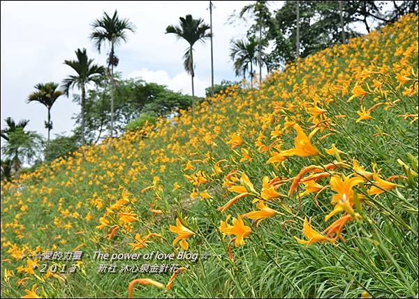 金針花26.jpg 金針花26.jpg