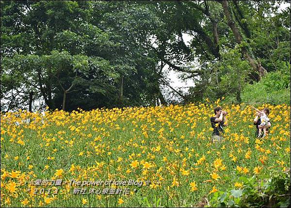 金針花27.jpg 金針花27.jpg