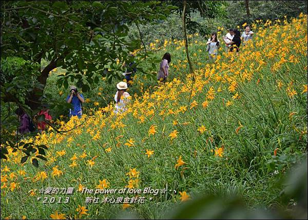 金針花30.jpg 金針花30.jpg