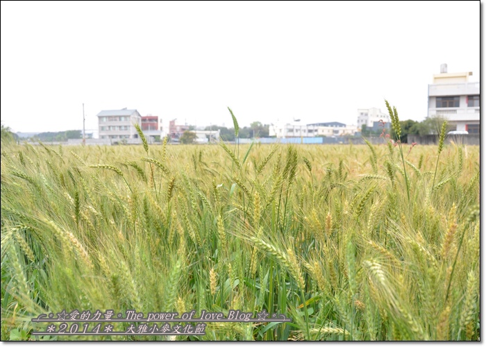小麥1.jpg 小麥1.jpg