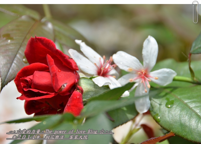 客家24.jpg 客家24.jpg