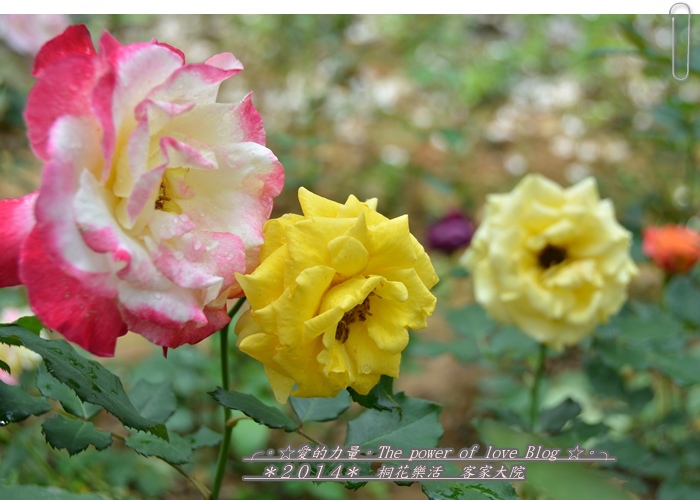 客家26.jpg 客家26.jpg