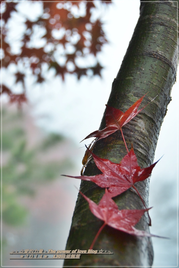 楓葉4.jpg 楓葉4.jpg
