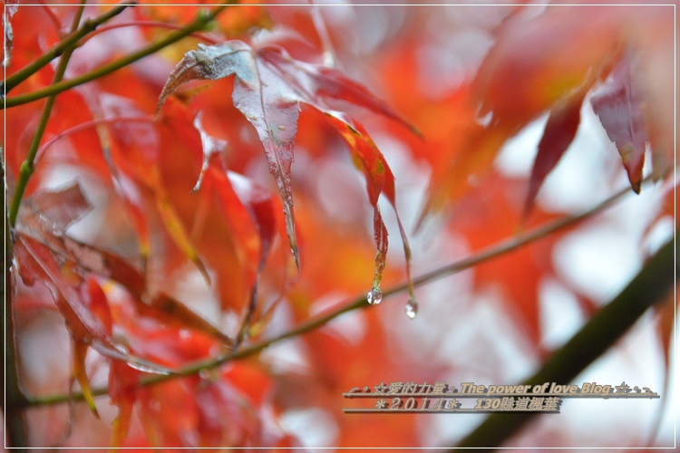 楓葉7.jpg 楓葉7.jpg