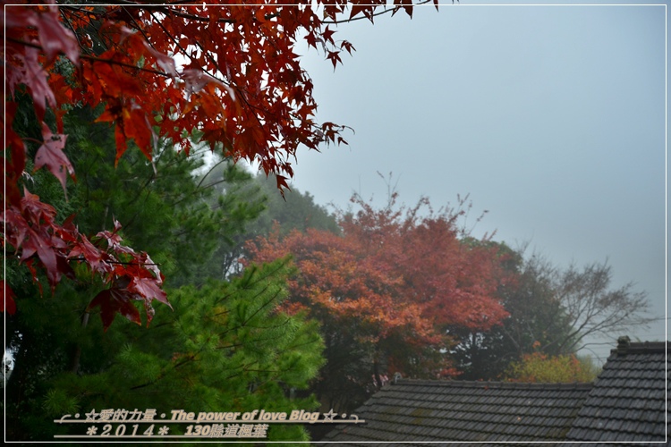 楓葉12.jpg 楓葉12.jpg