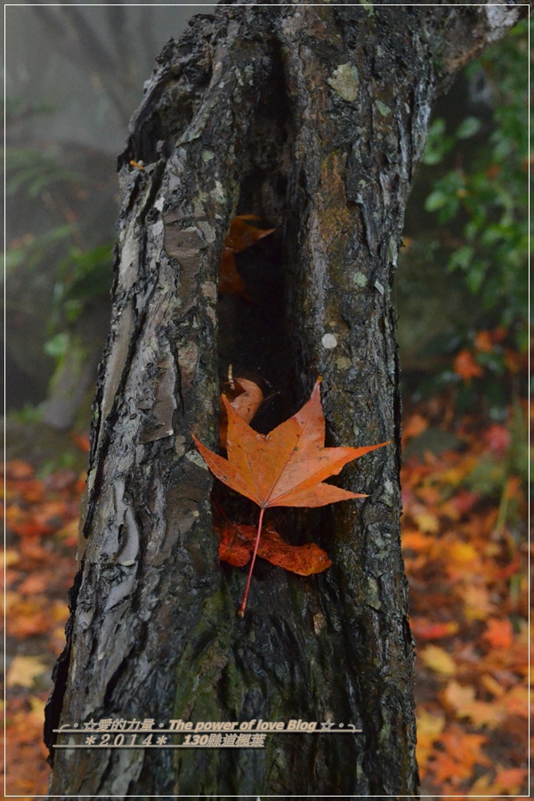 楓葉14.jpg 楓葉14.jpg