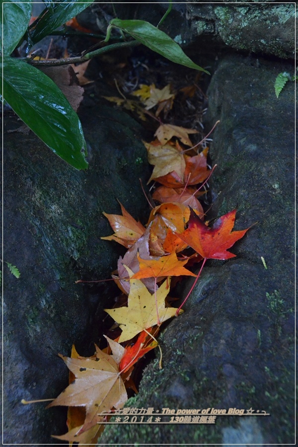 楓葉16.jpg 楓葉16.jpg
