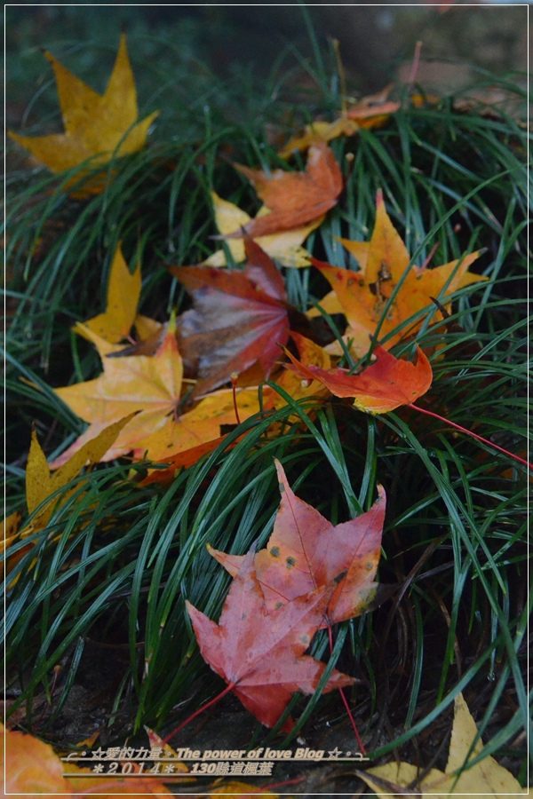 楓葉18.jpg 楓葉18.jpg