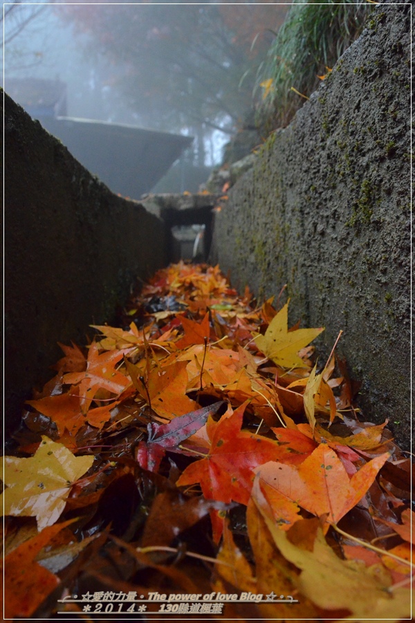 楓葉22.jpg 楓葉22.jpg