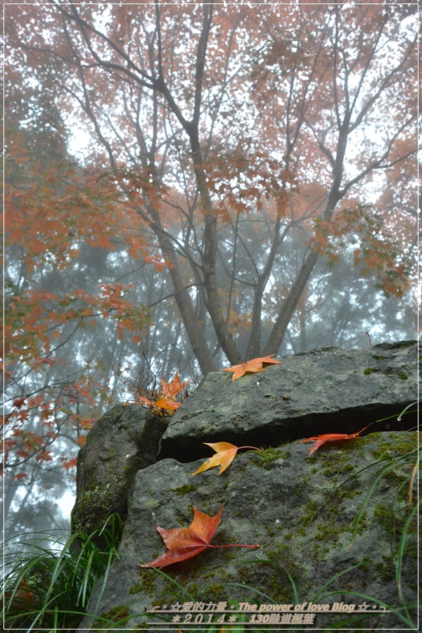 楓葉24.jpg 楓葉24.jpg