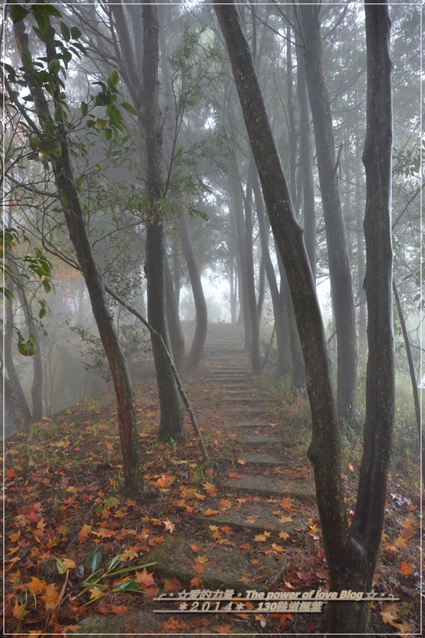 楓葉26.jpg 楓葉26.jpg