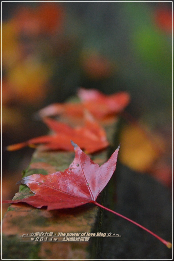 楓葉28.jpg 楓葉28.jpg