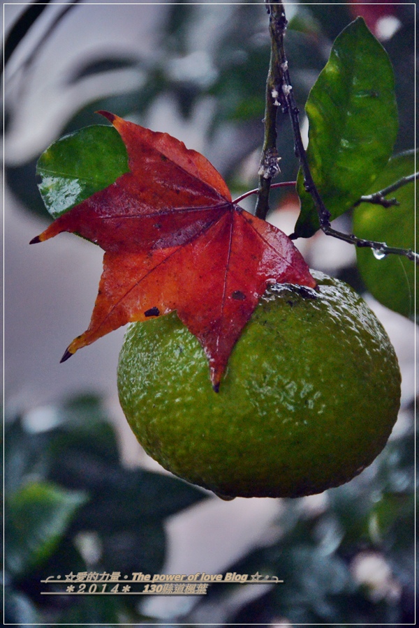 楓葉34.jpg 楓葉34.jpg