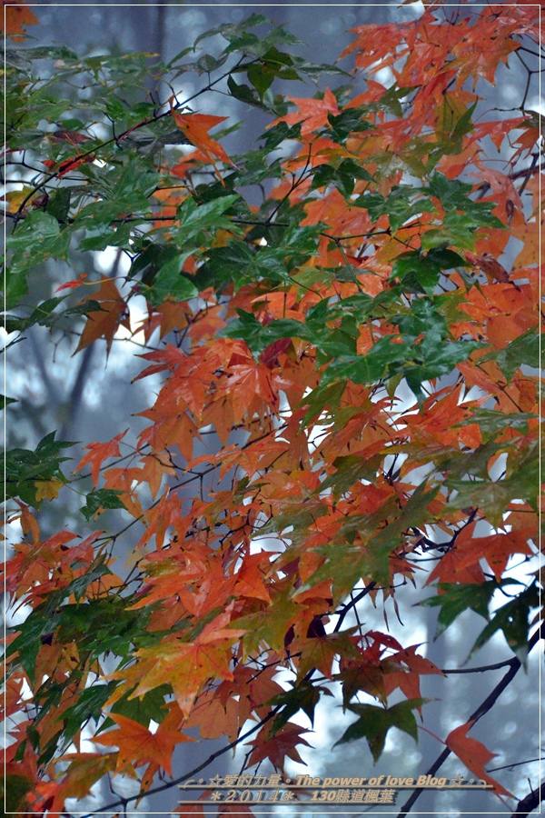 楓葉36.jpg 楓葉36.jpg