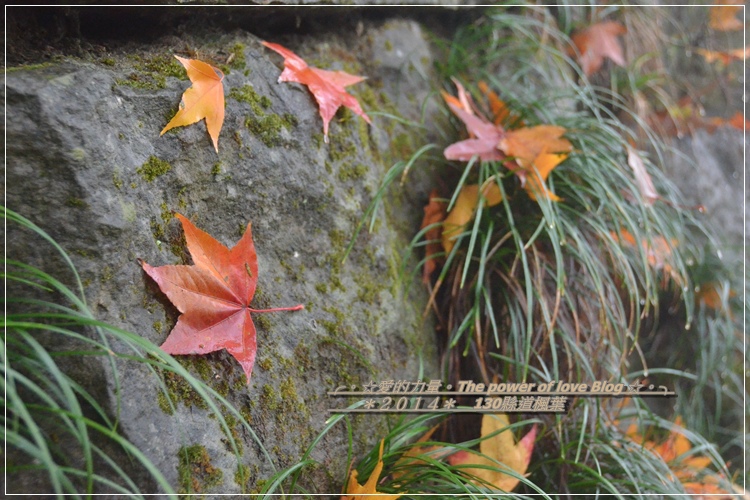 楓葉43.jpg 楓葉43.jpg