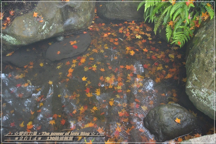 楓葉44.jpg 楓葉44.jpg