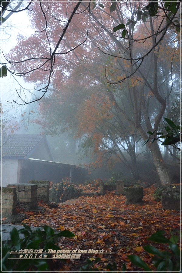 楓葉46.jpg 楓葉46.jpg