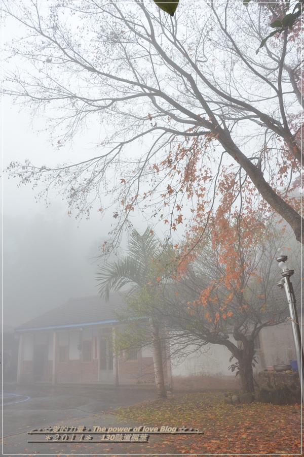 楓葉48.jpg 楓葉48.jpg