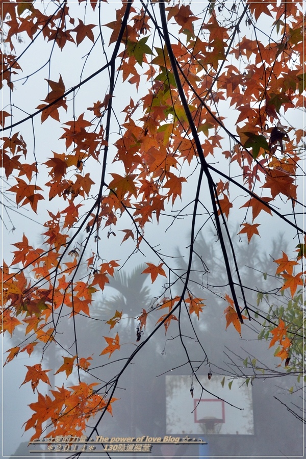 楓葉50.jpg 楓葉50.jpg
