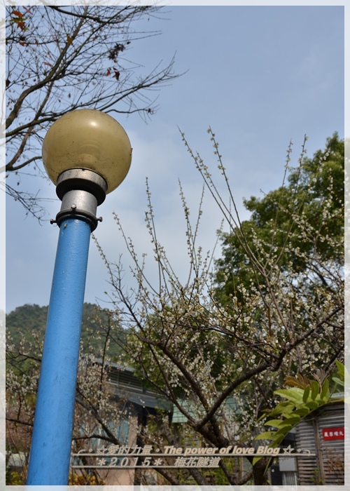 梅林1.jpg 梅林1.jpg