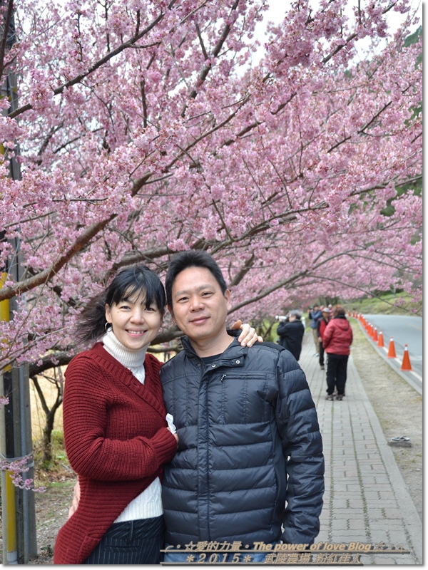 粉紅16.jpg 粉紅16.jpg