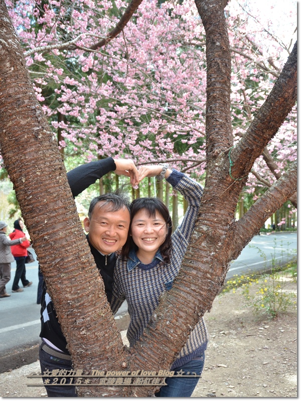 粉紅100.jpg 粉紅100.jpg