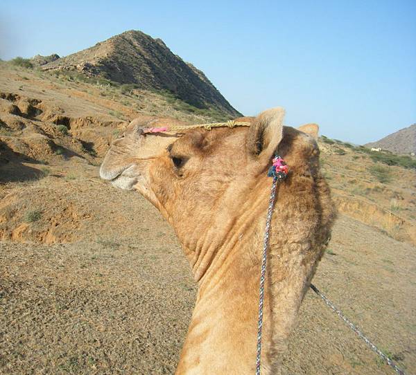 love romeo.jpg love romeo.jpg