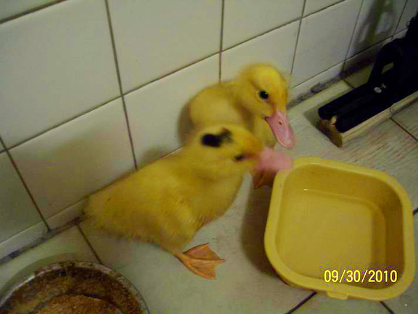 養鴨人家生活初體驗!!!!!!