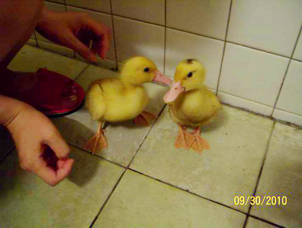 養鴨人家生活初體驗!!!!!!