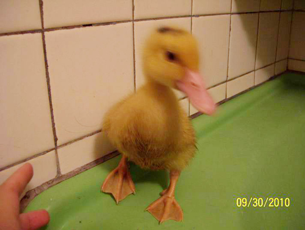 養鴨人家生活初體驗!!!!!!