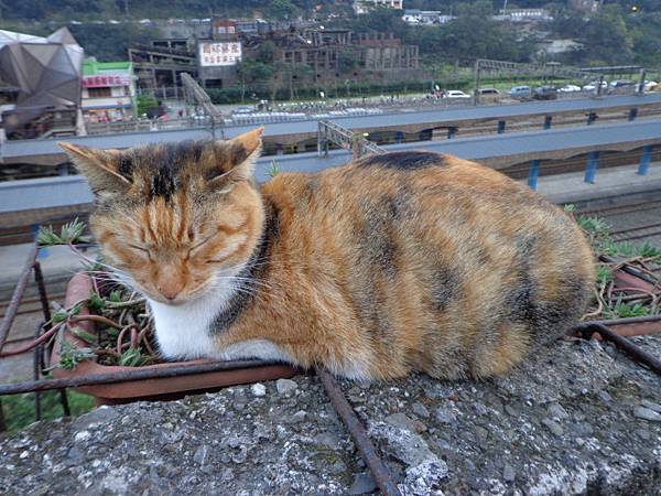 DSC03502.jpg DSC03502.jpg