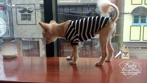 0701_petcafe-2.jpg 0701_petcafe-2.jpg