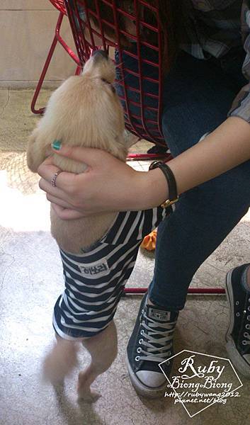 0701_petcafe-6.jpg 0701_petcafe-6.jpg