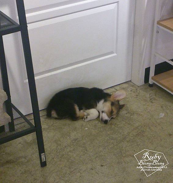 0701_petcafe-7.jpg 0701_petcafe-7.jpg