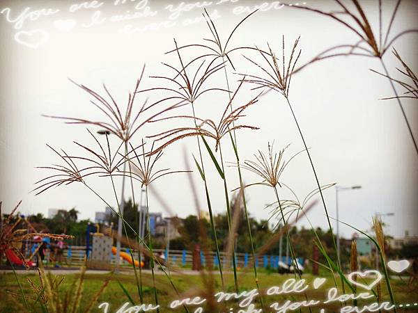 11月。公園 11月。公園