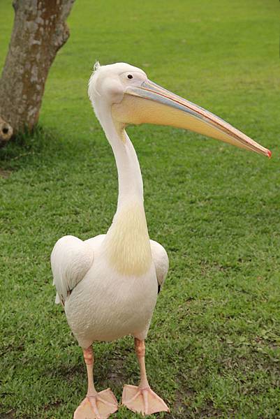 IMG_4115.JPG IMG_4115.JPG