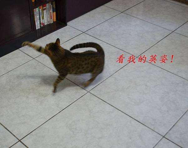 釣貓組06 釣貓組06