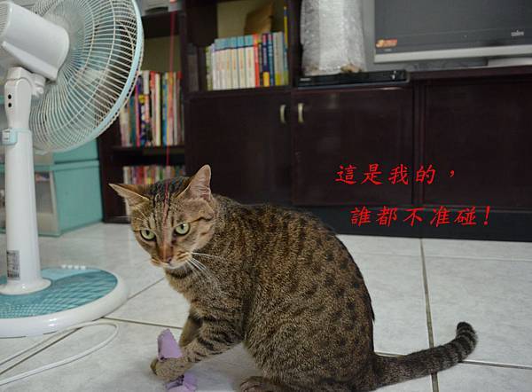 釣貓組07