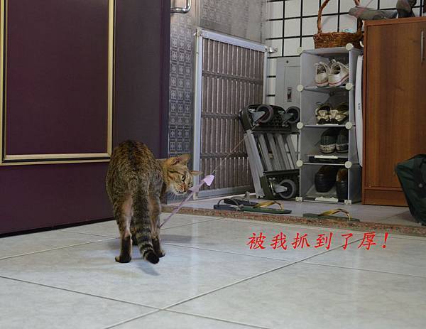 釣貓組03 釣貓組03