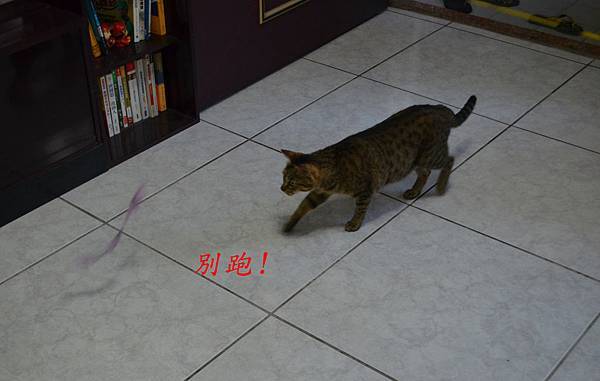 釣貓組02 釣貓組02