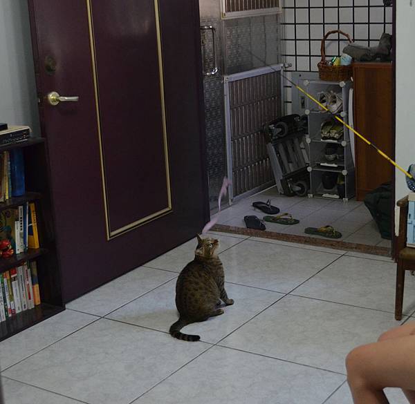 釣貓組01 釣貓組01