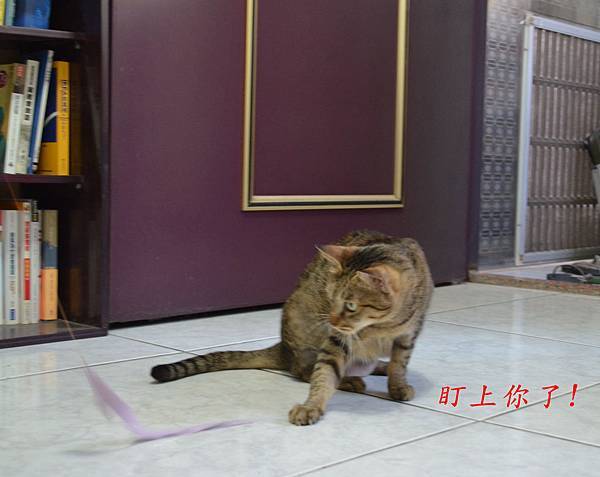 釣貓組04 釣貓組04