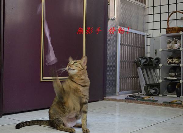 釣貓組05 釣貓組05