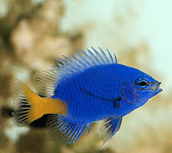 yellowtail-damsel.jpg yellowtail-damsel.jpg