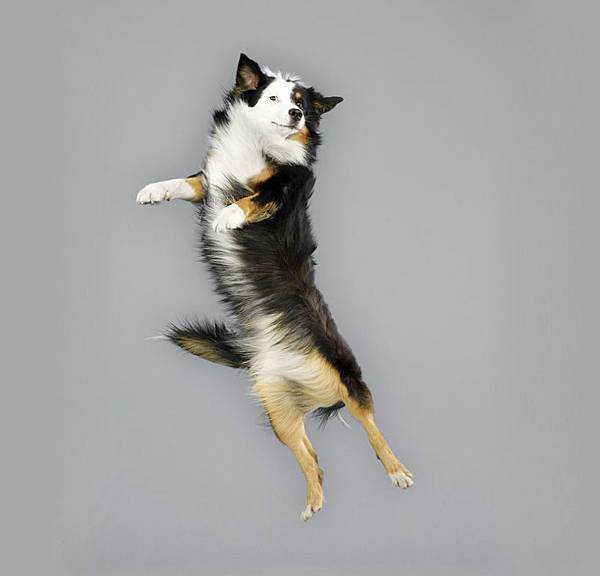 julia-christe-leaping-dogs-serie-freestyle-designboom-01 julia-christe-leaping-dogs-serie-freestyle-designboom-01