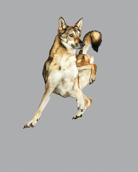 julia-christe-leaping-dogs-serie-freestyle-designboom-05 julia-christe-leaping-dogs-serie-freestyle-designboom-05