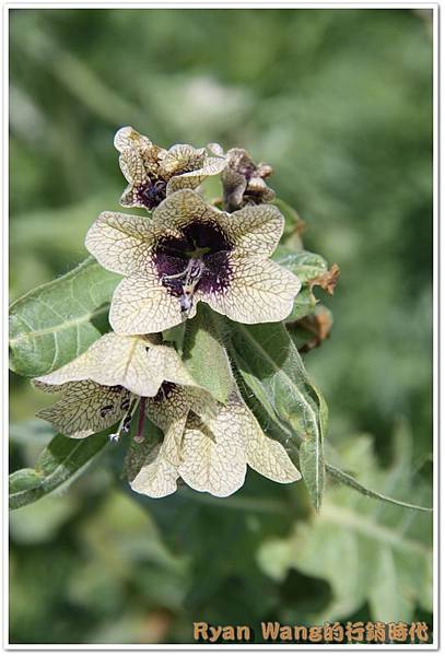 外蒙古旅遊483 外蒙古旅遊483