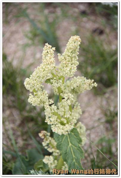 外蒙古旅遊469 外蒙古旅遊469