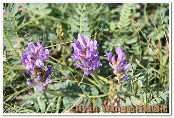 外蒙古旅遊480 外蒙古旅遊480